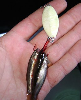Minnows as bait on the Trout-N-Pout super glow spoon.