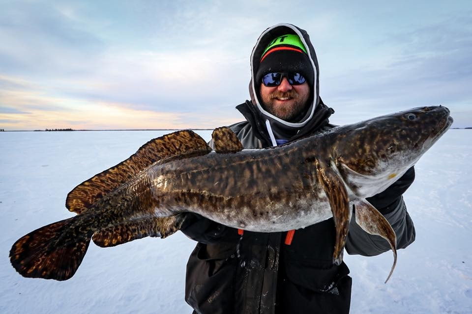 Fisherman holding large burbot on ice and snow covered lake.