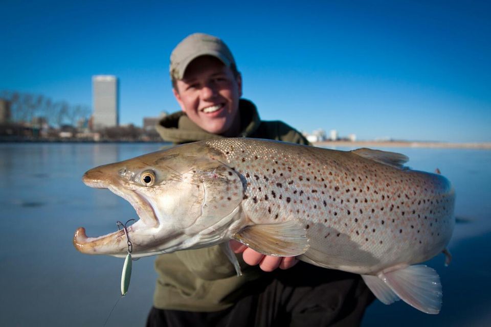 brown trout caught ice fishing